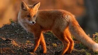 Fox Computer Wallpaper Desktop Background Id
