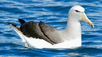 Wallpaper Background Albatross Desktop Categories