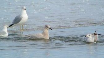 File Iceland Gull Carlyle Lake Illinois Jpg