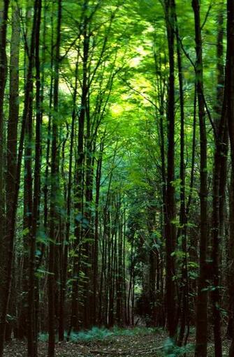 Wallpaper Nature Forest