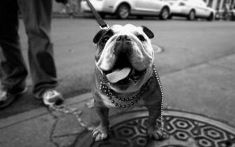 English Bulldog Desktop Wallpaper