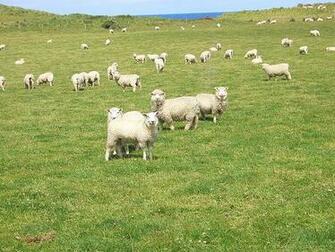 Merino Sheep Cool HD Wallpaper