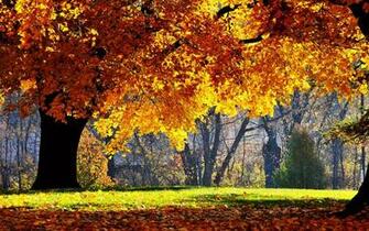 Beautiful Autumn Scenery Wallpaper Desktop