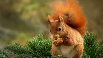Cute Squirrel Image Wallpaper High Resolution WallartHD