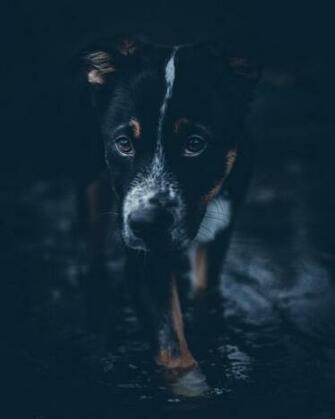 Blue Heeler Pictures Image