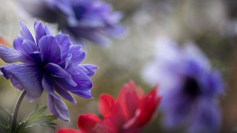 Wallpaper Anemone Petals Flower Macro HD Picture Image