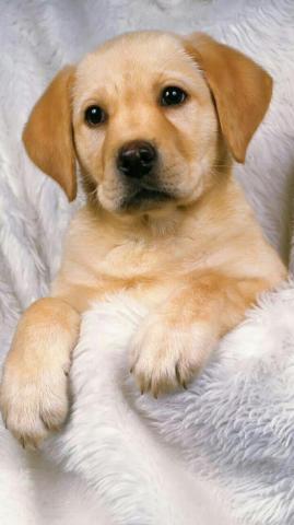 Dog Wallpaper Are Added Beautiful And Cute Dogs For Your Mobile