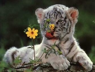 Baby White Tiger Wallpaper
