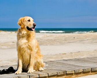 Golden Retriever Wallpaper Full