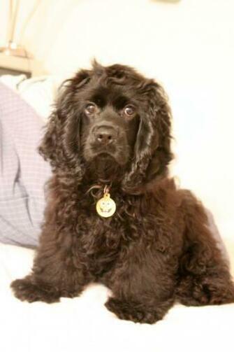 Chocolate Cocker Spaniel HD Wallpaper Animals