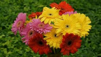 Flower Wallpaper