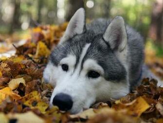 Siberian Husky Wolf HD Wallpaper In For