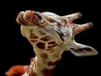 Funny Baby Giraffe A