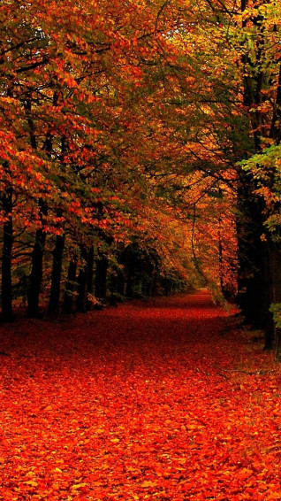 Fall Wallpaper For Mobile HD