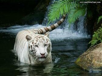 Top Ten Tiger Wallpaper Here Some Beautiful HD