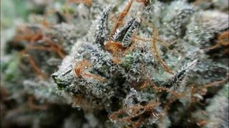 Kush Background