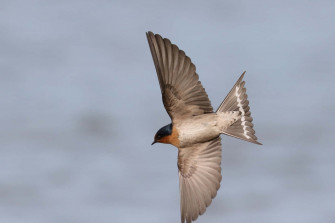 Graceful Swallow In Flight Jpg Jrh8hz4adeasu18l Wallpaper