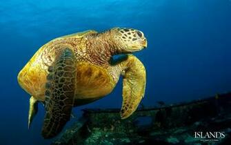 Scuba Diving Wallpaper Dive Tenerife