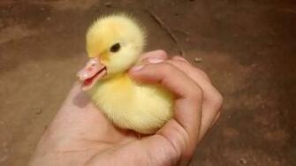 Baby Duck Wallpaper Animals