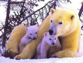 Polar Bear Family Computer Desktop Wallpaper
