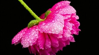 Pink Peony Wallpaper