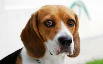 Titled Lonely Beagle Wallpaper Is Attached To Our Article About
