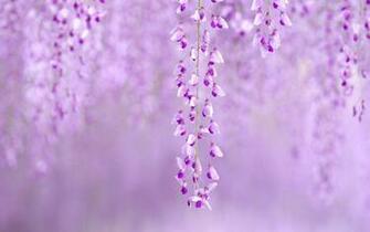 Wisteria Wallpaper