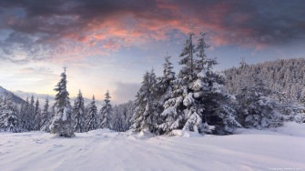 4k Winter Snowy Ground Wallpaper