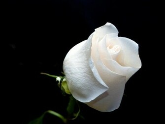 White Rose Wallpaper For Desktop And Laptop Background