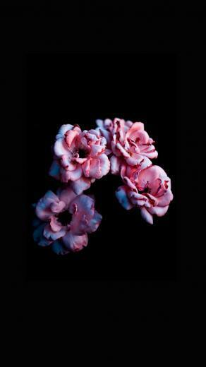 Flower Rose Flora And Plant HD Photo By Sebastian Molina