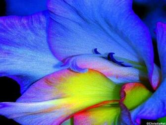 Blue Orchid Wallpaper