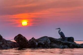 Blue Heron HD Wallpaper