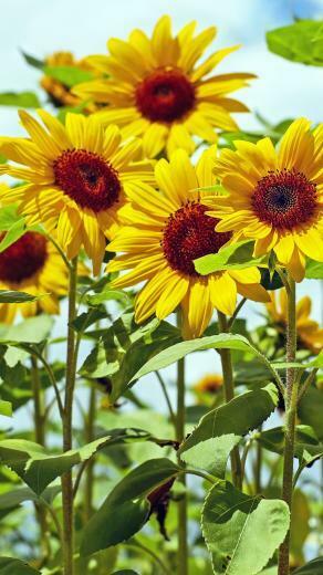 Wallpaper iPhone Sunflower