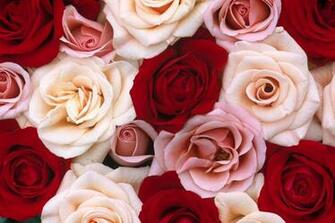 Pink Red White Roses Hq Wallpaper