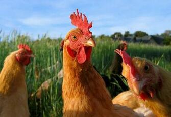 Chicken Wallpaper Fun Animals Wiki Videos Pictures Stories