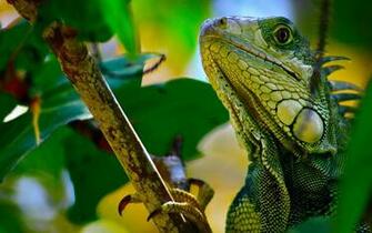 Wallpaper Desk Reptiles HD
