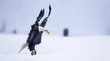 Wallpaper Eagle Alaska 5k 4k HD Flight Winter