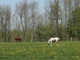 Horses In Spring Wallpaper