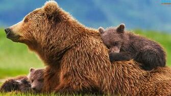 Poster Bears Disney Movie Pics Wallpaper