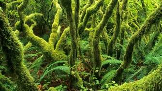 Wallpaper Washington Nature Desktop Background