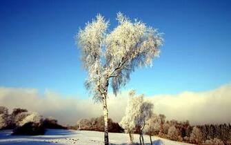 Widescreen Winter Snow Scenes Dreamy Wallpaper High
