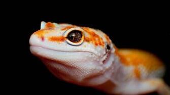 Explore The Collection Reptiles Lizards Lizard