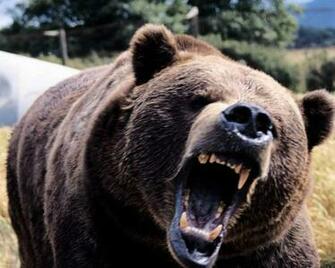 Animals Wild Bear Wallpaper Dangerous