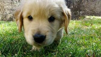 HD Golden Retriever Puppy Photos Pictures