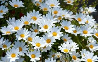 Daisy Wallpaper High Quality Net