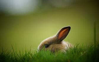 Rabbit HD Wallpaper Pictures