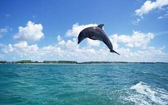 Wallpaper Dolphin Jump Sea Animals Photo