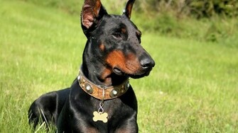 Doberman Pinscher Wallpaper Animal