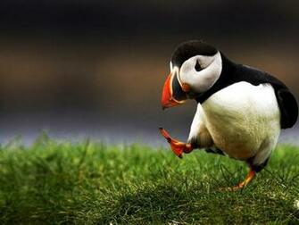 Puffin Wallpaper
