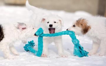 Puppy Socials At My Dog S Got Class Visit Somerset County Nj